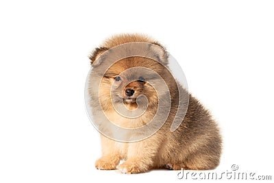 Small puppy on a white background Stock Photo