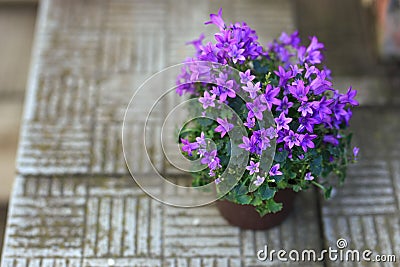 Small purple campanula flowers planted in brown pot on stone stairs Stock Photo