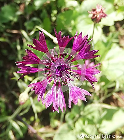 Small purple garden flower with thin sheets in flowerbed. cornflower Stock Photo
