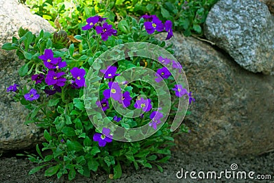 Small purple lilac flowers growing between some rocks Stock Photo