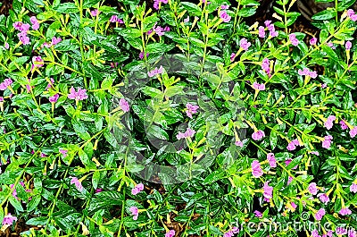 small purple plants in the garden Stock Photo