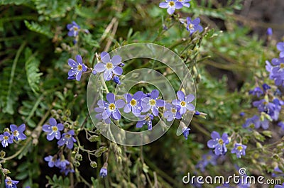 Small Purple Wildflowers in Wyoming Stock Photo