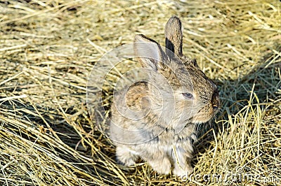 A small rabbit sits on a dry grass hay Stock Photo