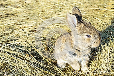 A small rabbit sits on a dry grass hay Stock Photo