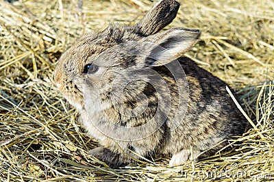 A small rabbit sits on a dry grass hay. Stock Photo