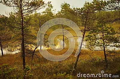 Small rain in the swamp with small pines Stock Photo