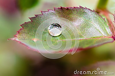 Small raindrop on leaf of rose flower Stock Photo