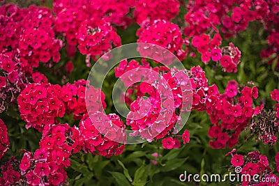 Small raspberry flowers on flower bed Stock Photo