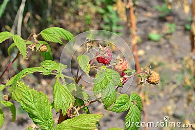 a small raspberry grows in the garden Stock Photo