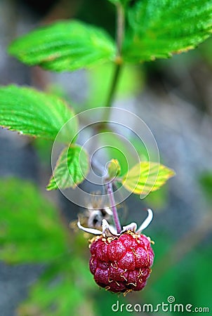 Small raspberry Stock Photo