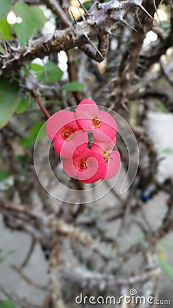 Small read flower bloom in flower pot in the garden Stock Photo