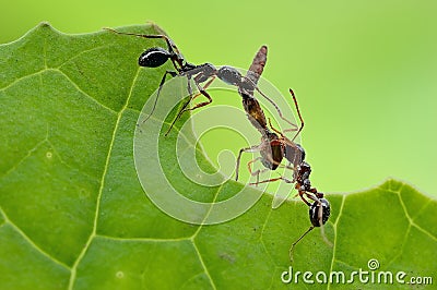 A small and red ant Stock Photo