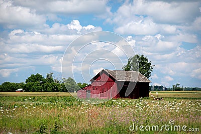 Small red barn or outbuilding in a field of wildflowers. Stock Photo