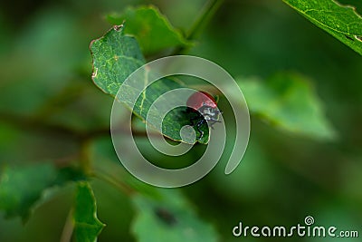 small red beetle on a green leaf of poplar Stock Photo