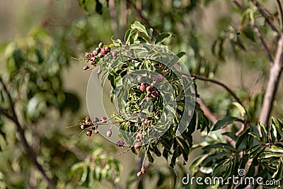 small red berries of angiosperm plant Stock Photo