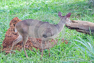 Small red deer (Mazama americana) known as 