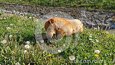 A small red dog happily eats the bone found. The animal lies on the fresh green grass. Sunny weather, spring or summer. The hungry Stock Photo