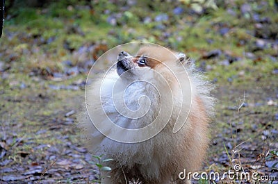 small red dog Spitz looks at the owner Stock Photo