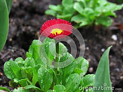 Small Red Flower Glistening with Rain Macro Stock Photo