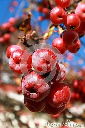 Small red fruits frozen in the tree Stock Photo