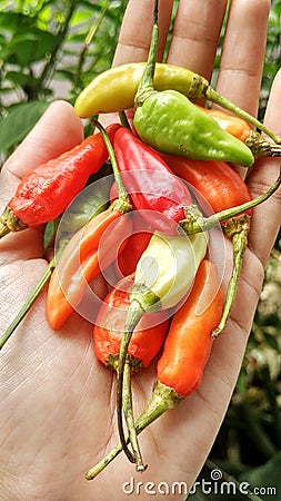 Small red, green and yellow chilies taste spicy, for a mixture of cooking Stock Photo