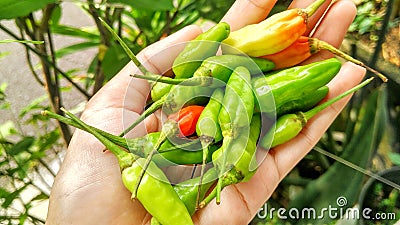 Small red, green and yellow chilies taste spicy, for a mixture of cooking Stock Photo