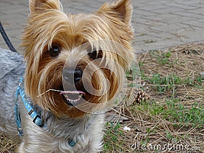 Small Red Hair Dog Stock Photo - Image: 51275231