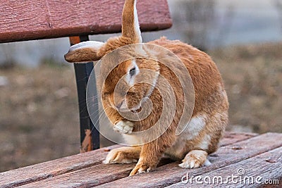 A small, red-haired, fluffy, domestic rabbit sits on a wooden bench on a city street. Stock Photo