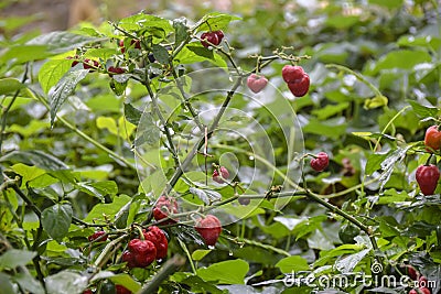 Small red hot peppers grow Stock Photo