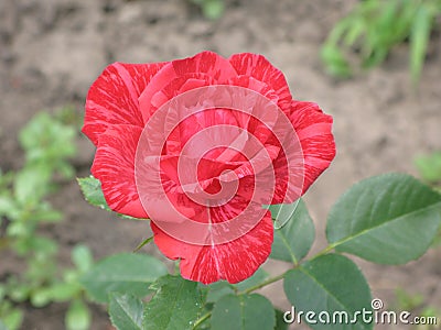 A small Red Intuition rose Stock Photo