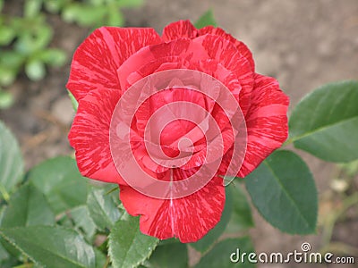 A small Red Intuition rose Stock Photo