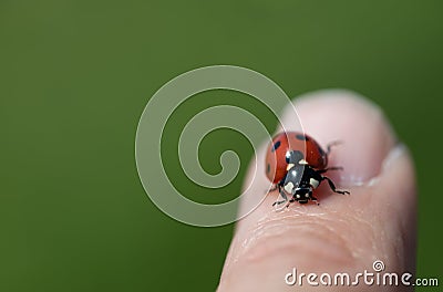 a small red ladybug sits on a person's finger. The ladybug is red with seven black dots. The background is green Stock Photo