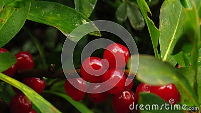 Cranberries, small red mountain fruit, green leaves and dark background. Red berries. Nature. Stock Photo