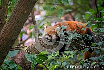 Small red panda on a tree Editorial Stock Photo