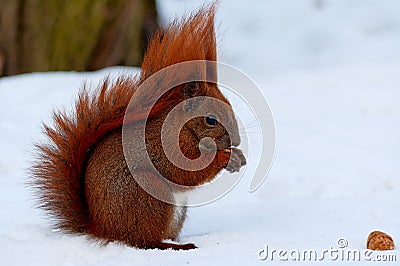 A small red squirrel running on white snow Stock Photo