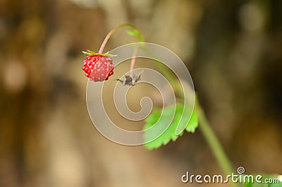 Small red strawberry hanging from plant. Stock Photo