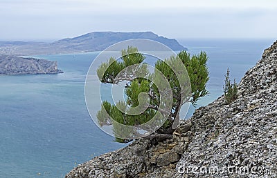 Small relict pine tree on a rocky cliff on the background of the Stock Photo