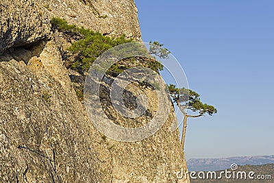 Small relict pines on a steep rocky slope. Stock Photo