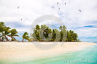 Small remote tropical island motu overgrown with palms. Sandy beach, big flock of birds flying. Funafuti atoll, Tuvalu, Oceania. Stock Photo