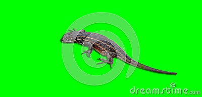 Isolated small wild lizzard Stock Photo