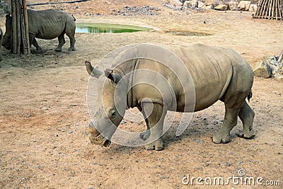 Small rhino without horn. Rhinoceros in zoo enclosure. Endangered african animal. Huge herbivorous of hot climate Stock Photo