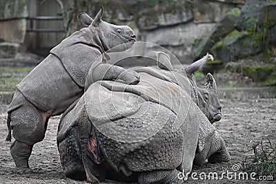 A small rhino plays with his mother Stock Photo