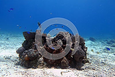 Small riff in a crystal clear water with fishes Stock Photo