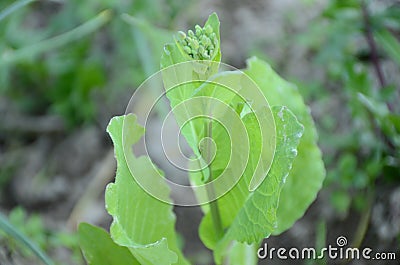 The small ripe green mustered plant in the farm Stock Photo