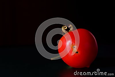 A small ripe tomato with worm infestation and wormholes lies in front of a dark background on a dark surface Stock Photo