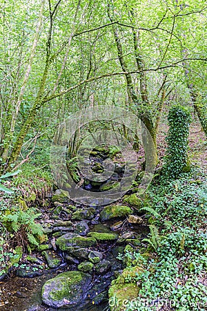 Small river with many stones with moss, in an oak forest with th Stock Photo