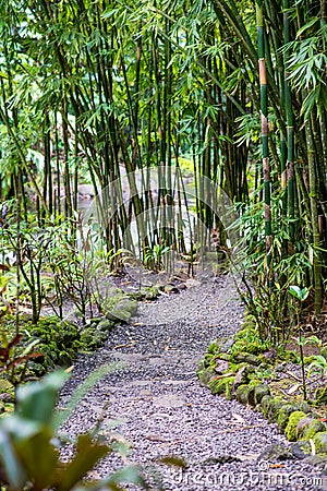 Small road going through a dense bamboo forest Stock Photo