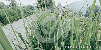 A small road to the village and also, to the rice fields, the road for farmers 3 - image from indonesia bali Stock Photo