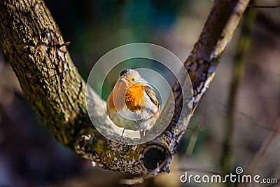 Small Robin bird Stock Photo