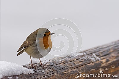 Small robin perched on a snowy wooden branch Stock Photo